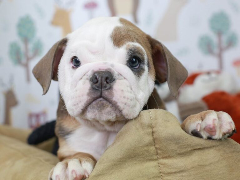 English Bulldog