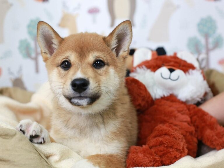 Shiba Inu