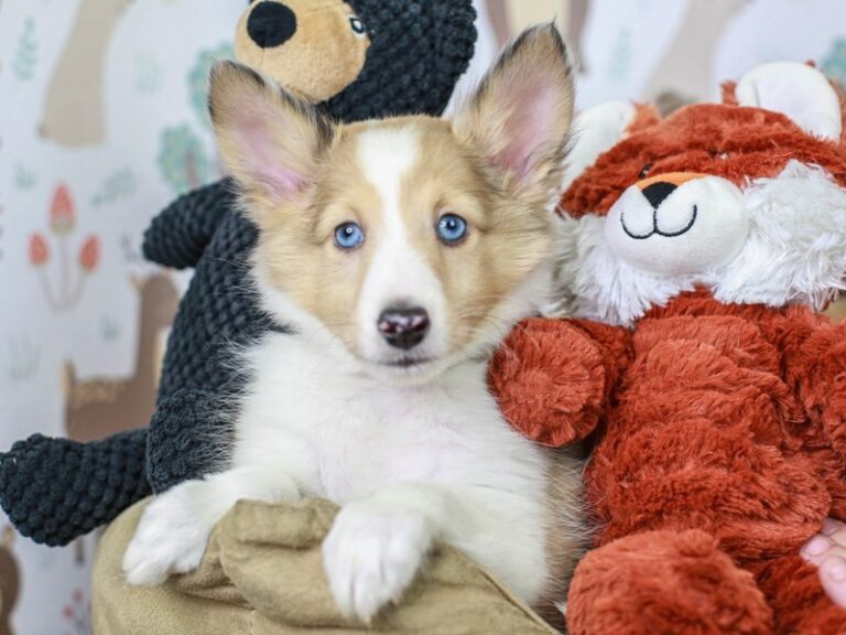 Shetland Sheepdog