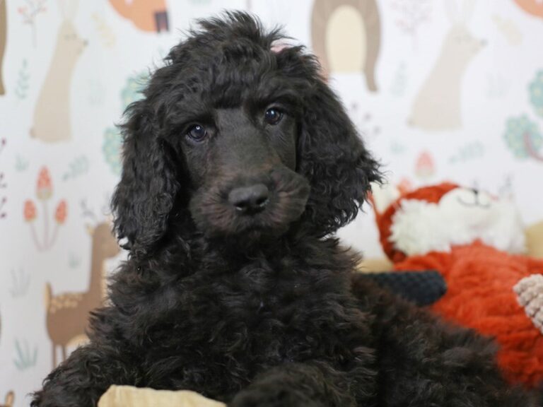 Standard Poodle