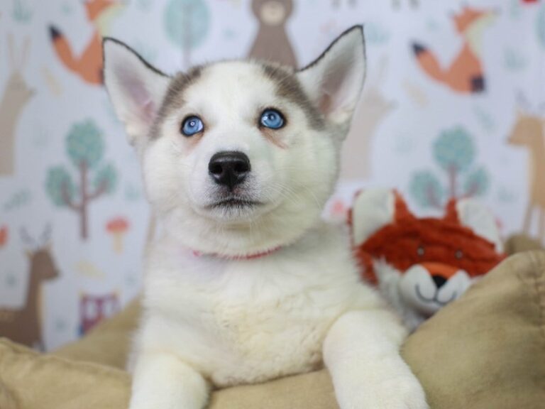 Siberian Husky