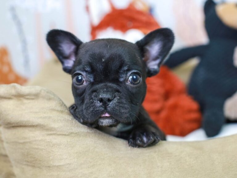 French Bulldog