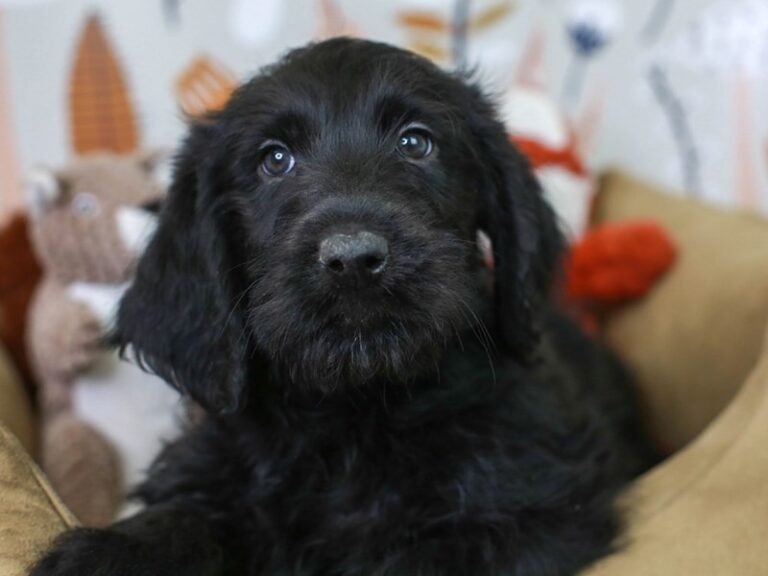 Labradoodle