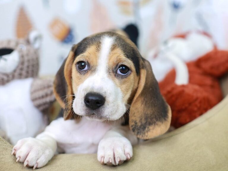 Beagle
