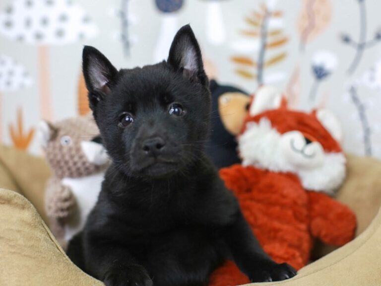Schipperke