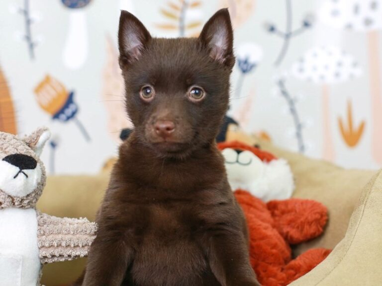 Schipperke