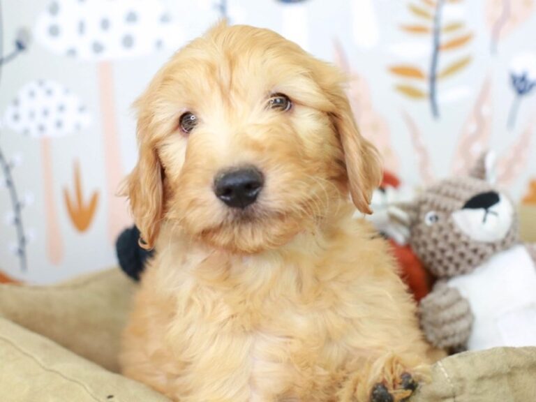 Goldendoodle