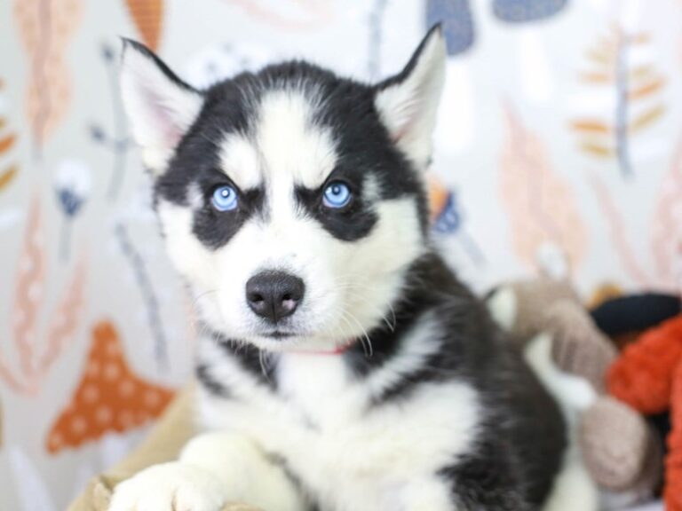 Siberian Husky