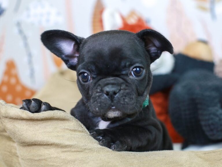 French Bulldog