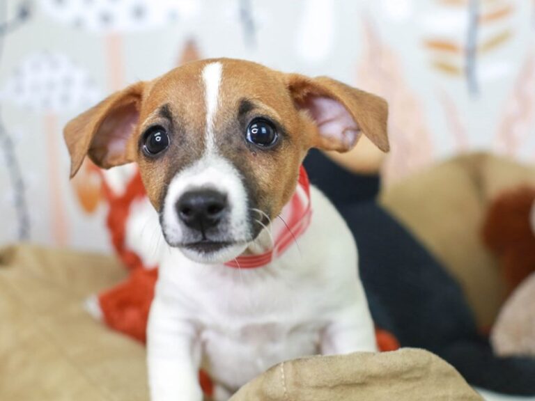 Jack Russell Terrier
