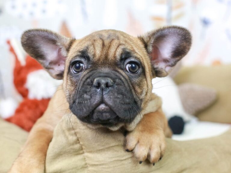 French Bulldog