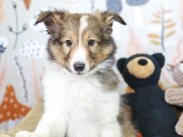 Shetland Sheepdog