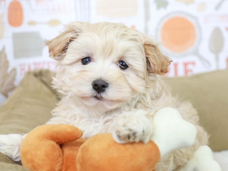 Maltipoo