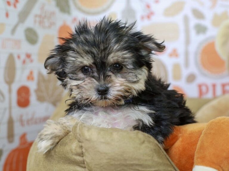 Morkie