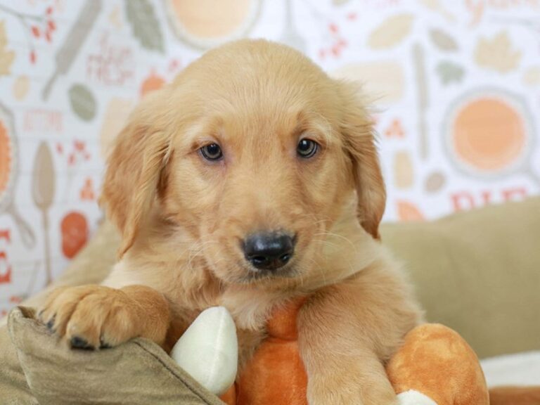 Golden Retriever
