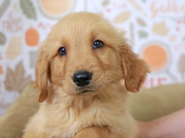 Golden Retriever