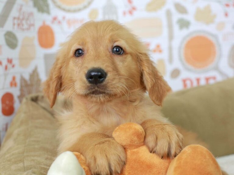 Golden Retriever