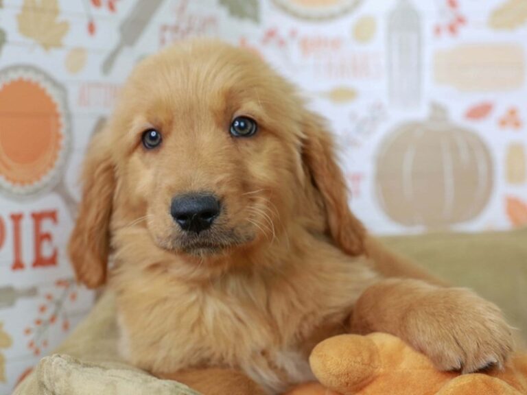 Golden Retriever