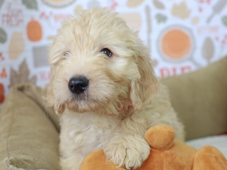 Goldendoodle