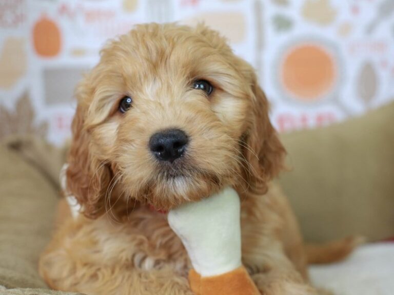 Goldendoodle