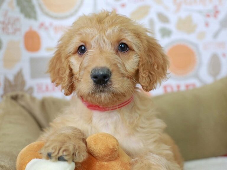 Goldendoodle
