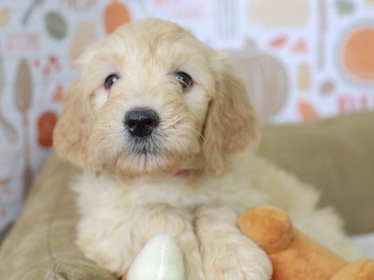 Goldendoodle