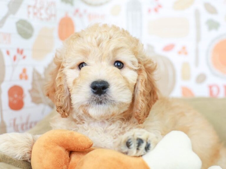 Mini Goldendoodle