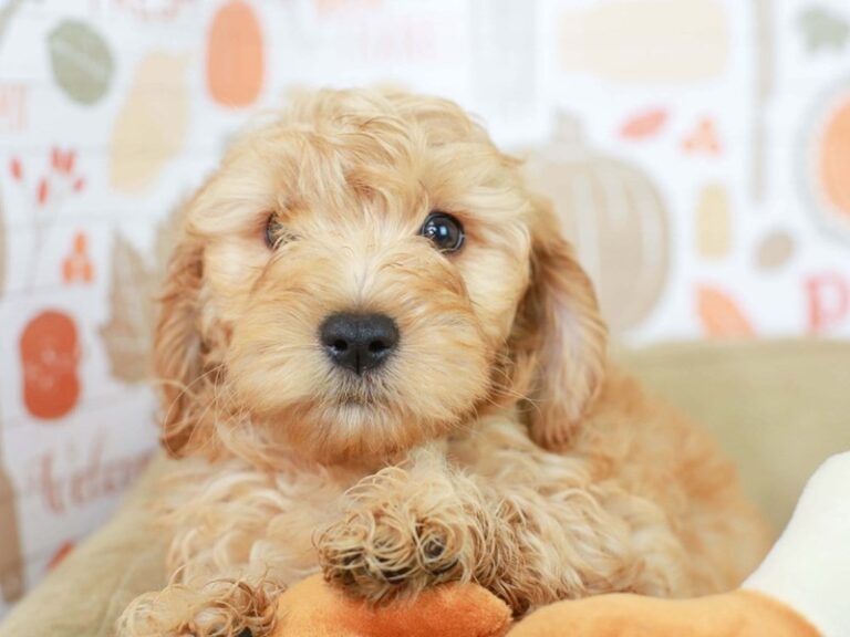 Mini Goldendoodle