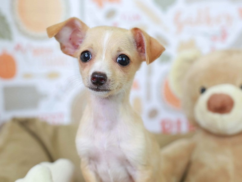 Chiweenie-Female-Fawn-2911361-Animal Kingdom | Puppies N Love