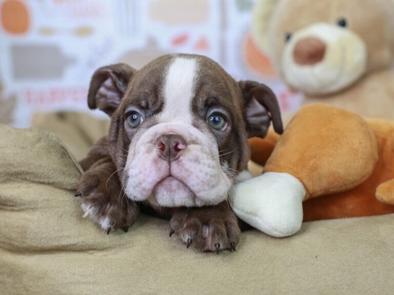 English Bulldog
