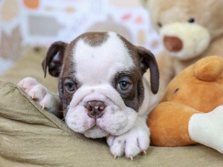 English Bulldog