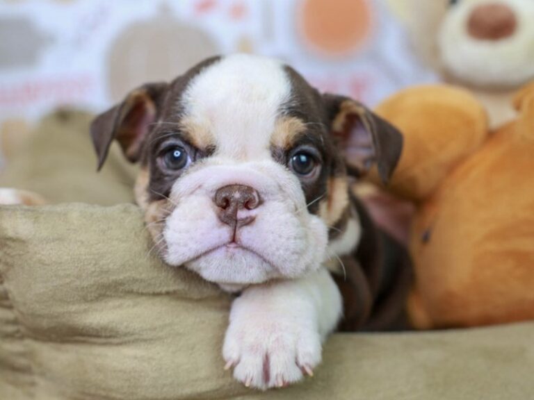 English Bulldog