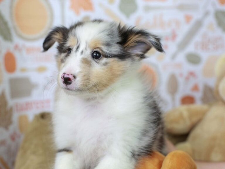 Shetland Sheepdog
