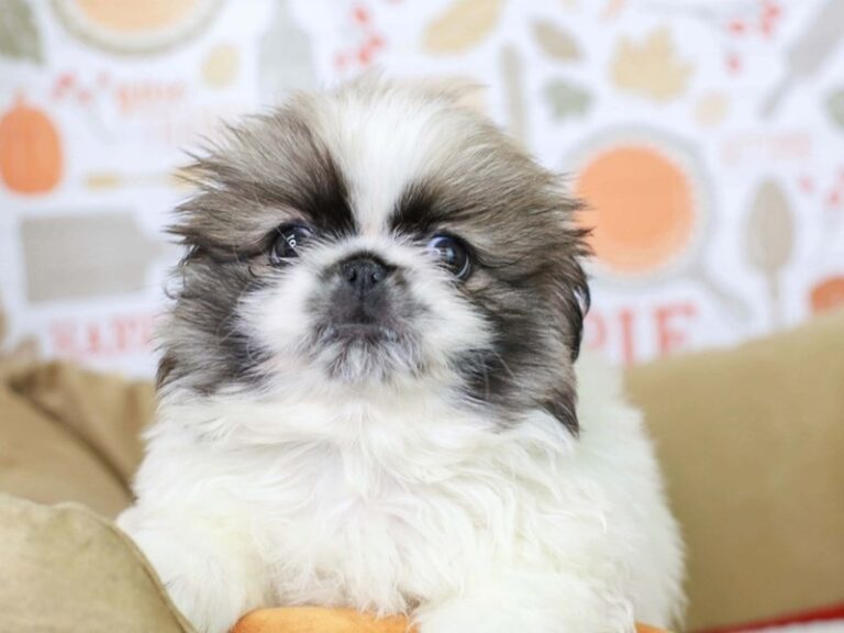 Pekingese