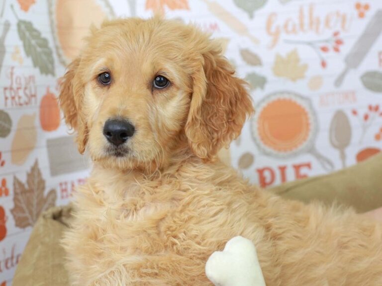 Goldendoodle