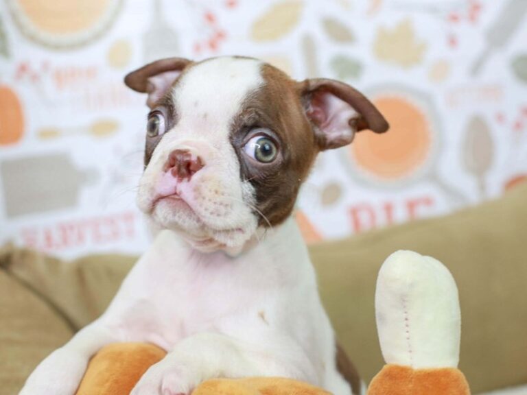 Boston Terrier