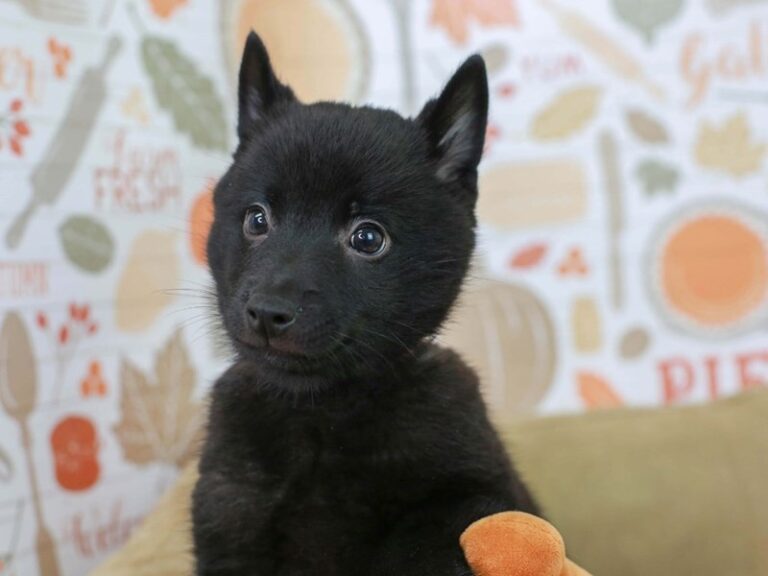Schipperke