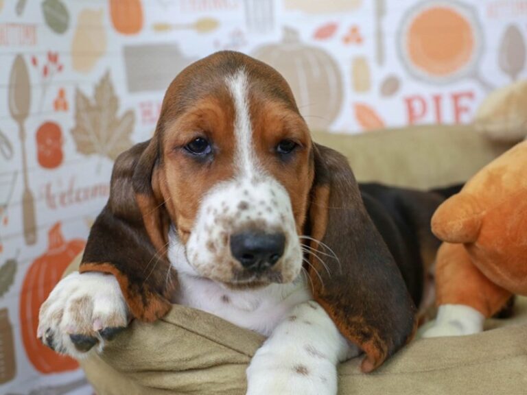 Basset Hound