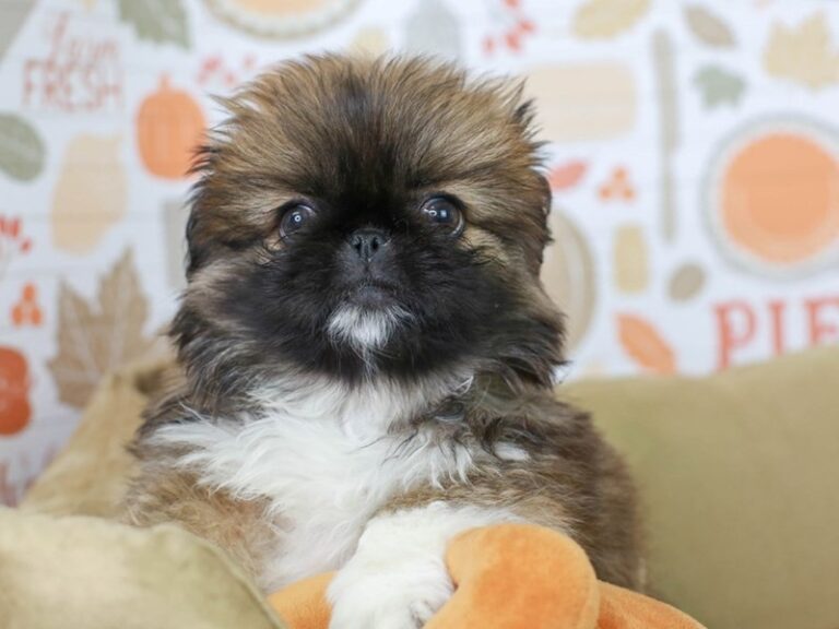 Pekingese