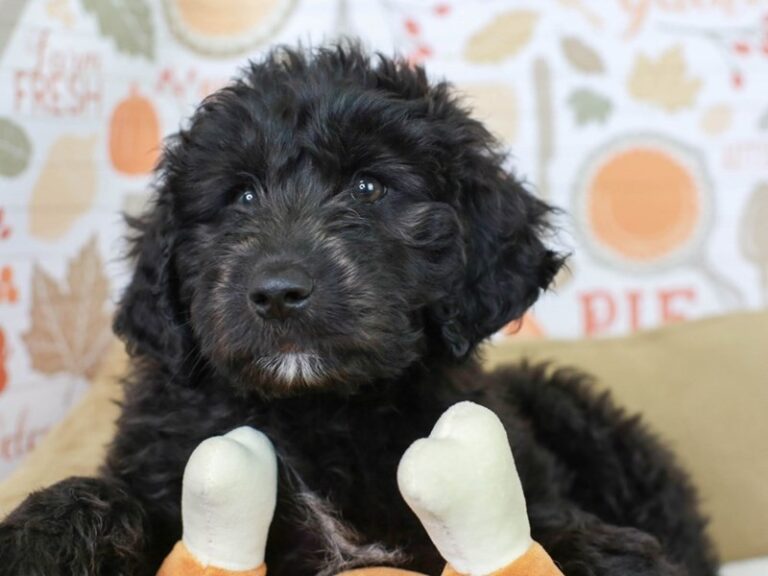 Aussiedoodle