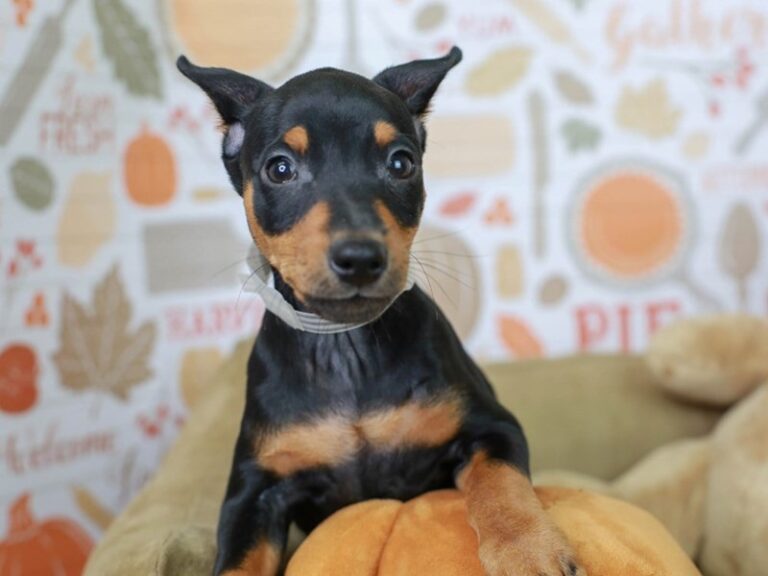 Mini Pinscher