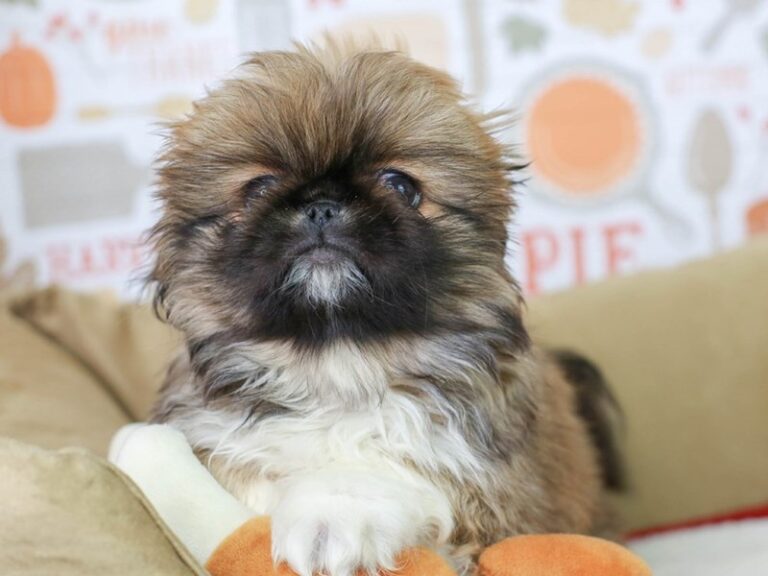 Pekingese
