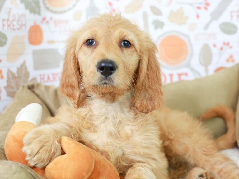 Goldendoodle