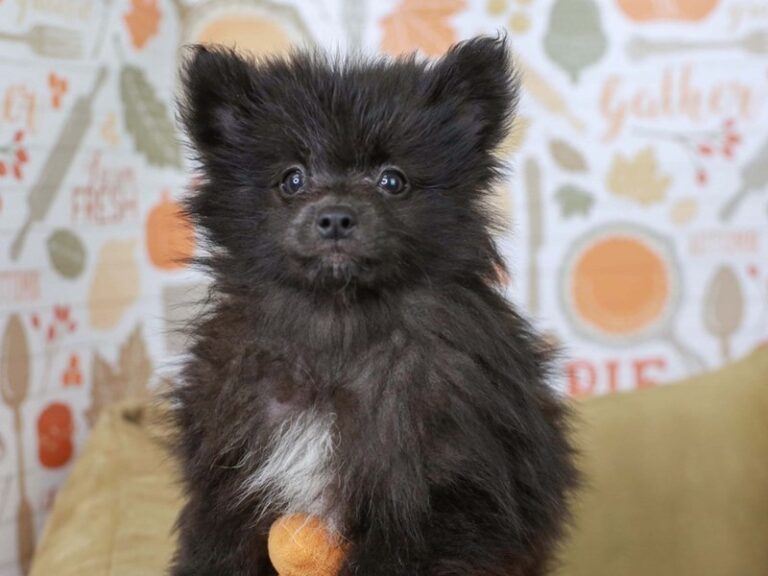 Pomeranian