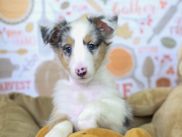 Shetland Sheepdog