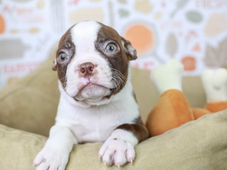 Boston Terrier