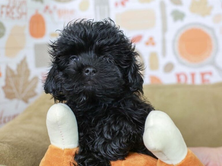 Shih Poo