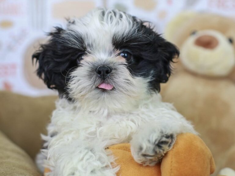 Shih Tzu