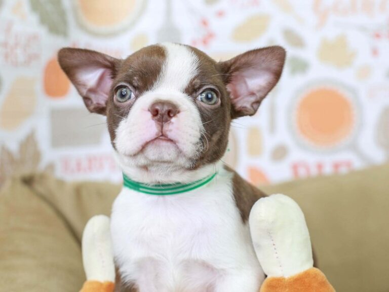 Boston Terrier