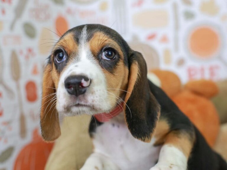 Beagle